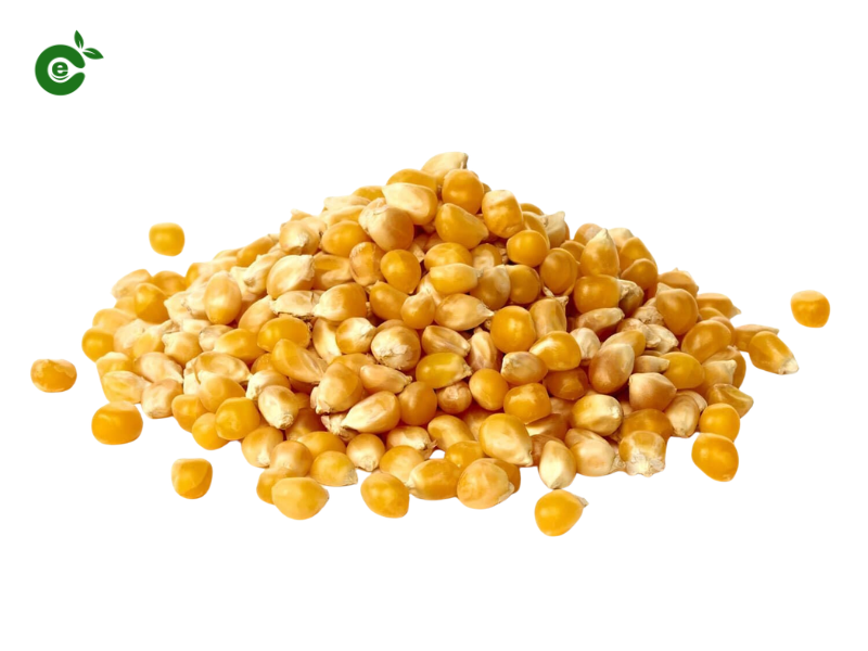 Maize