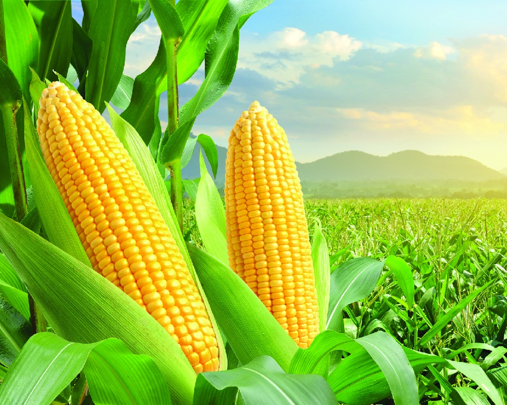 building-a-resilient-maize-economy-2025-10-22